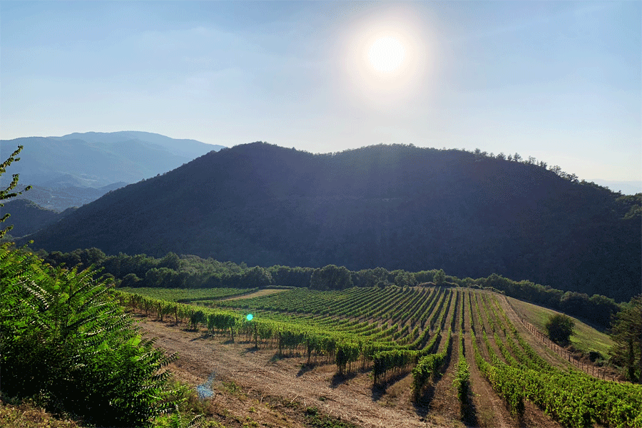 Borgo-Macereto-vinice-web
