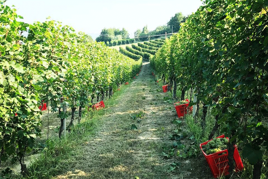 Vinobraní ve vinařství Demarie